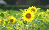 Vườn hoa hướng dương nở trong Hoàng thành Thăng Long